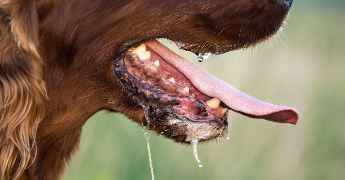 Rabies can be fatal to both animals and humans.