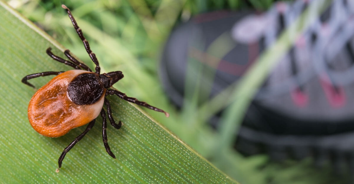 TBE and lyme disease may spread in similar ways, but are very different.