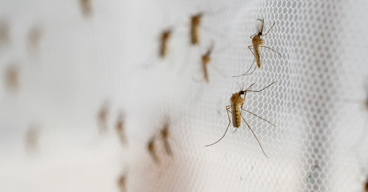 Malaria has been used to help cure other infections in somewhat strange ways.
